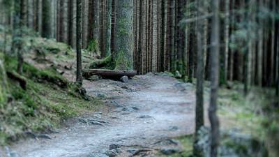 Wanderweg im Wald
